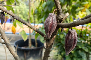 Obraz premium Cacao Tree (Theobroma cacao). Organic cocoa fruit pods in nature.