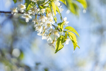 Wild Himalayan Cherry (Prunus cerasoides) or thai sakura flower