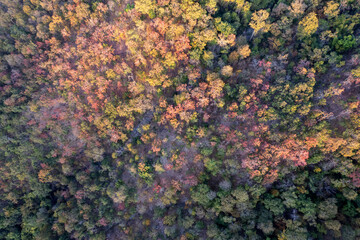 Scenic topdown shot of a deciduous forest changing leaves at the height of autumn. Picturesque...