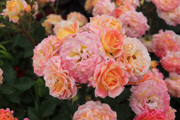 Roses blooming in Japan