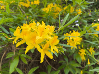 Yellow azalea (Rhododendron luteum) in bloom in spring park garden. Bright flowering shrub with vivid yellow petals and long stamens.