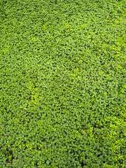 Wild stinging nettle (Urtica dioica) growing densely. Medicinal plant used for detox, anti-inflammatory effects and natural remedies. Close-up of green leaves.