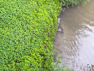 Dense patch of wild stinging nettle (Urtica dioica) growing along a natural riverbank. Green foliage next to brown flowing water in natural setting.
