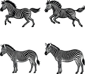 Vector big collection of zebras on white background, zebra jumping,running standing and portrait
