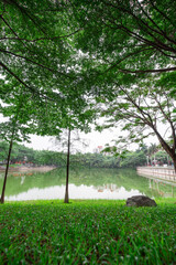 The evening sun shines on the green vegetation of trees by the lake in the park, and the grass is covered with raindrops    