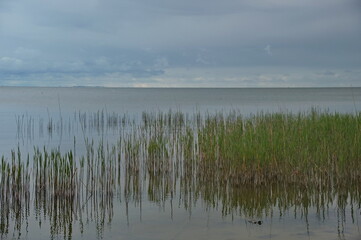 Scenic view of Baltic sea with reed growing