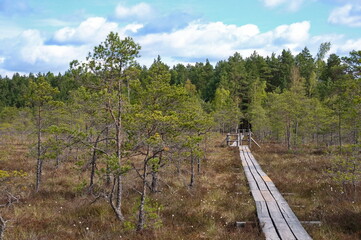 Boardwalk through the Latvian swamp