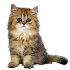 maine coon cat isolated on white, transparent background	