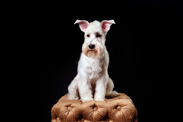 A white miniature schnauzer. Portrait of a dog in close-up on a black background