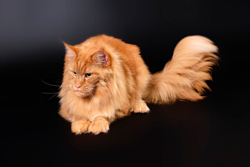 Maine Coon is a plus-size cat, wise, good natured, with soft fluffy fur and funny tassels on the auricles