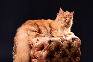 A beautiful red Maine Coon cat lies with big ears and a fluffy tail, looking into the camera in...