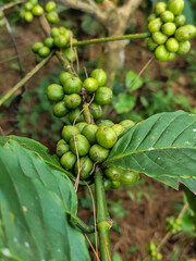 Coffee berries on trees in farm and garden. Raw coffee beans in production season.
