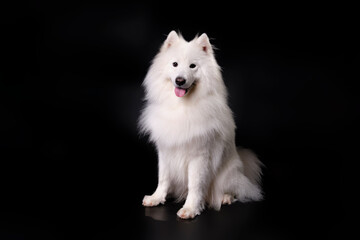 A sitting samoyed dog after express molting in an animal salon on a black background