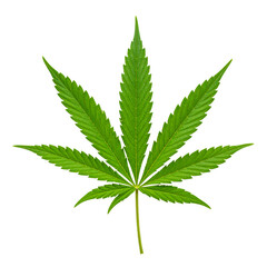 Green cannabis leaf isolated on white, a natural herb for medicine