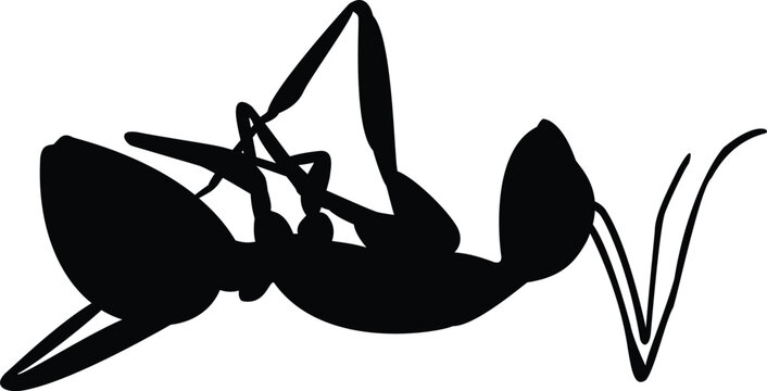 Dead fire ant isolated on a white background. .eps