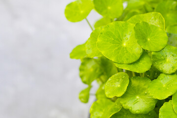 Green leaves of centella asiatica plant