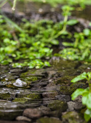 Close-up of a serene stream flowing over mossy stones