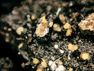 Macro Photograph Dirt