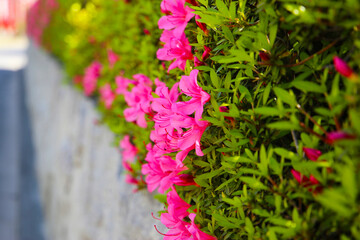 Pink and white azalea flowers blooming beautifully along a pedestrian sidewalk in Tokyo, Japan