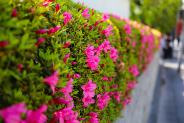 Pink and white azalea flowers blooming beautifully along a pedestrian sidewalk in Tokyo, Japan