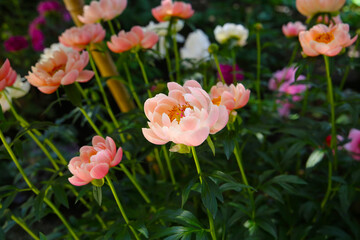 Beautiful flower of paeonia plant