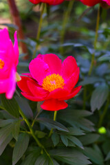 Obraz premium Beautiful flower of paeonia plant