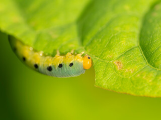 葉を食べるハグロハバチの幼虫