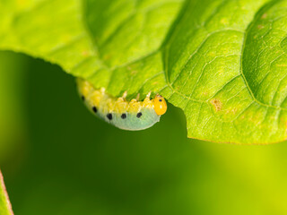 葉を食べるハグロハバチの幼虫