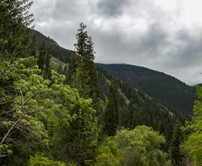 mountain landscape with trees and clouds