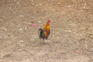 Bantam in Asia