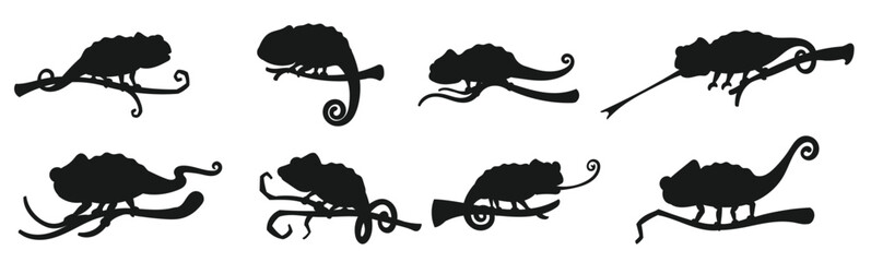  exotic lizard reptile chameleon tongue rolled. © Viv