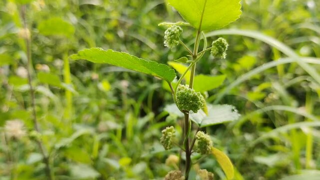 Euphorbia hirta or patikan kebo (pill-bearing spurge, asthma plant, hairy spurge, garden spurge, or pillpod sandman). This plant is often used as a medicinal herb.