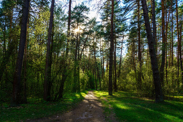 Forest path winding through green trees. Sunlit park landscape. Outdoor escape and natural scenery for relaxation.