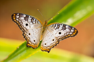 White peacock (Anartia jatrophae),perched on leaf with wings open in Costa Rica