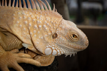 Selected Focus Macro close-up Lizard Iguana on the face and right eye.