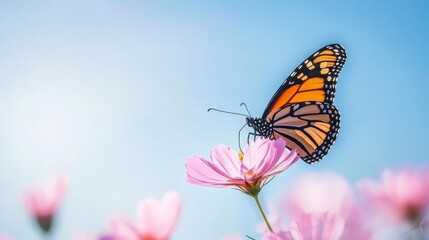 Fototapeta premium A monarch butterfly gracefully perched on a blooming pink flower, collecting nectar under a clear blue sky.