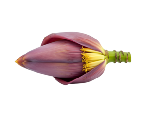 Banana flower on transparent background