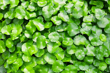 Gotu Kola, Centella Asiatica, Asiatic Pennywort. Herbal Plant