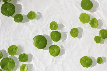Gotu Kola (Centella asiatica), a medicinal herb floating gracefully on clear water. Sunlight...