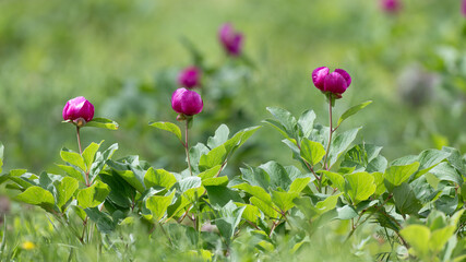 A few vibrant magenta peony buds and partially open flowers stand out among lush green leaves, set...