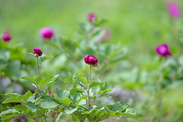 A few vibrant magenta peony buds and partially open flowers stand out among lush green leaves, set...