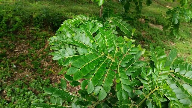 Saman Tree, Rain Tree, Monkeypod, Acacia Preta, with thick leaves. This tree is widely known for its ability to provide shade, its role in absorbing carbon dioxide and its use in traditional medicine.