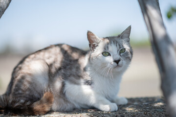 寝ころがってくつろぐ可愛い猫	