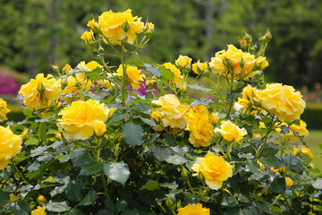 Beautiful roses in full bloom at the Japan Rose Garden.
