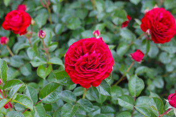 A beautiful rose bush in a public park in Japan
