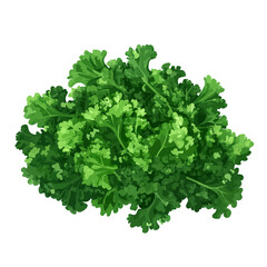Obraz premium Kale illustration 