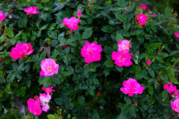 A beautiful rose bush in a public park in Japan