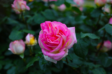 A beautiful rose bush in a public park in Japan
