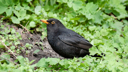 blackbird on the grass