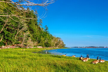 Wild landscape at Wreck Beach in summer, Geese and herons on the beach, several dead trees lying on the shore, blue water, green trees and grass along the shore against blue sky, Vancouver, Canada